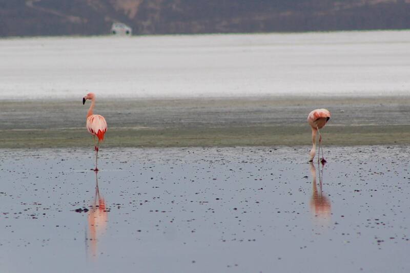 Flamingos in the salt flats of Arequipa
